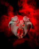 SKULLS